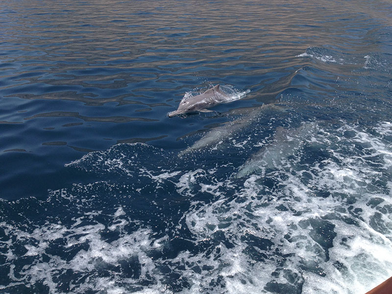Delfine im Oman