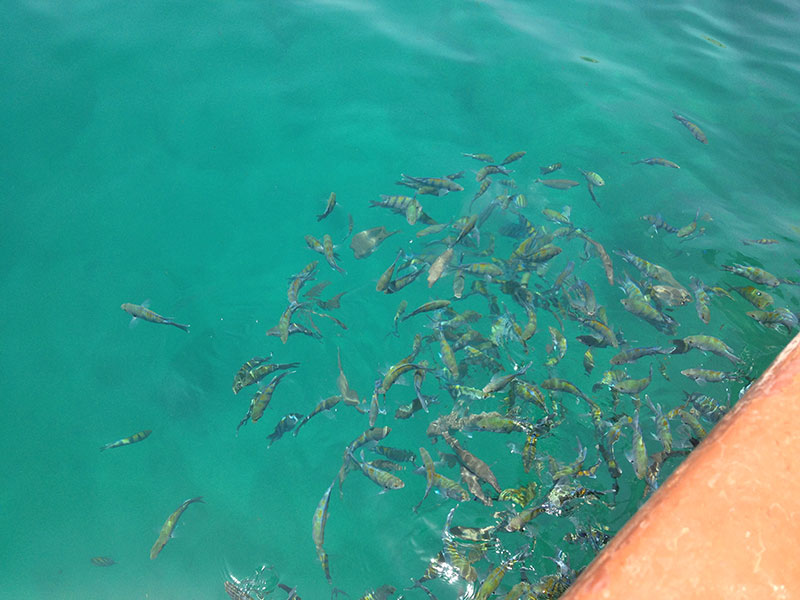 Fische im Oman
