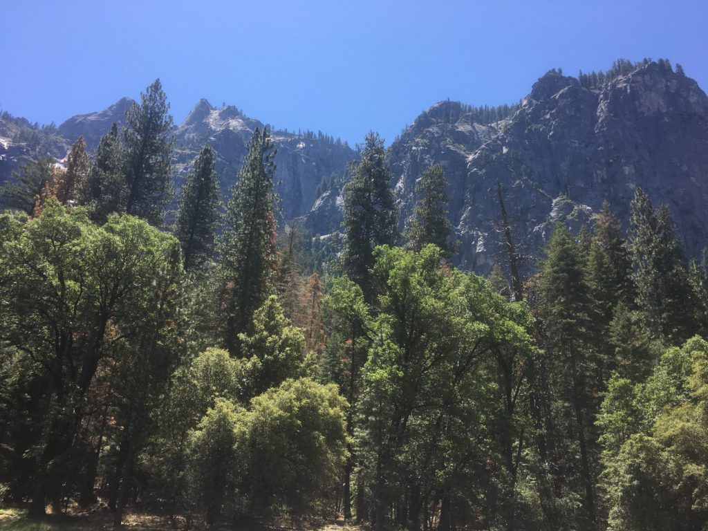Bäume - Yosemite National Park