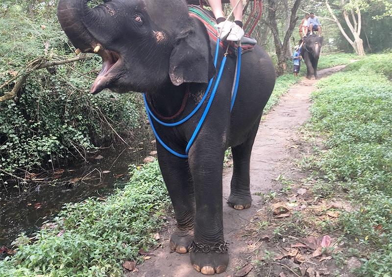 Elefanten in Thailand - Tierquälerei ?