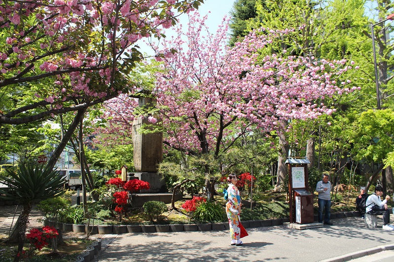 Hanami - Kirschblütenfest in Tokio