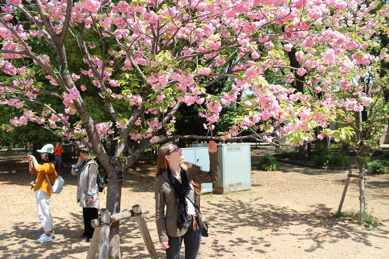 Kirschblüte im Ueno Park