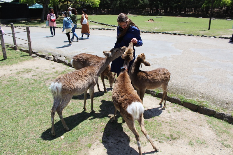 Hirsche füttern im Nara Park